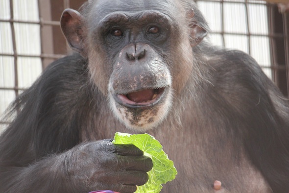 web Negra eat lettuce cute face easter party greenhouse GH IMG_1265