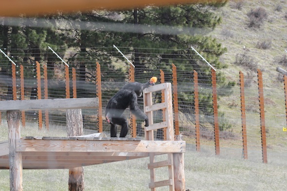 web foxie bipedal troll ladder platform YH IMG_1102
