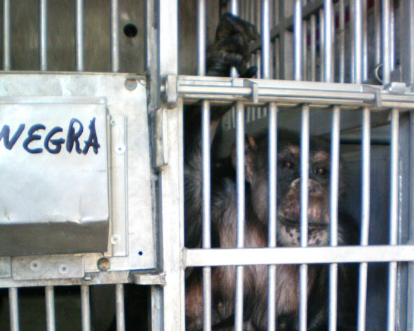 Negra in cage