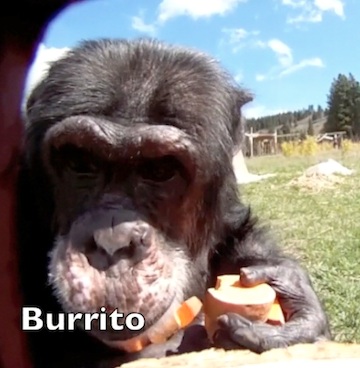 burrito face in camera