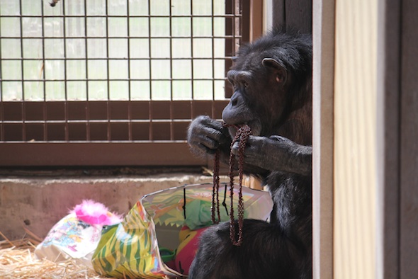 web Annie sit in windowsill beads in mouth new gift enrichment mother's day jody's birthday greenhouse GH IMG_2938