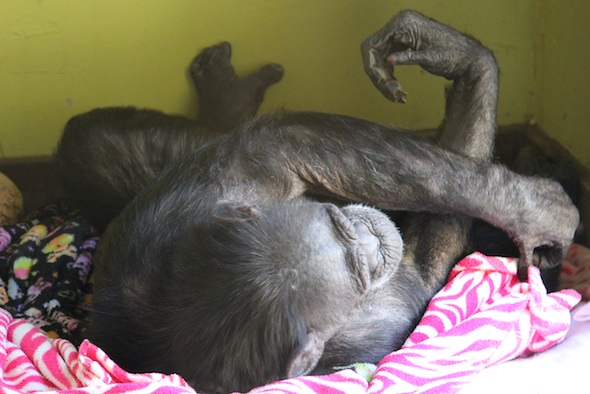 Jody nesting in playroom
