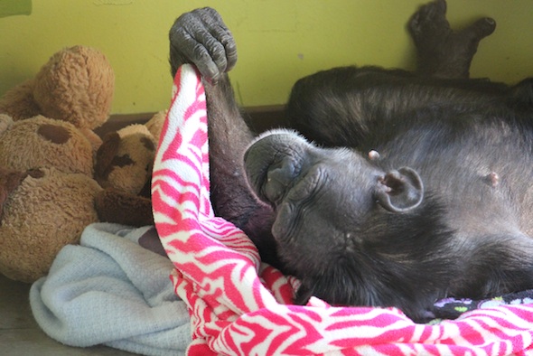 Jody nesting in playroom