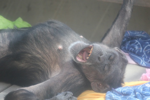 web Jody lie in nest yawn eyes closed party mother's day jody's birthday greenhouse GH IMG_2887