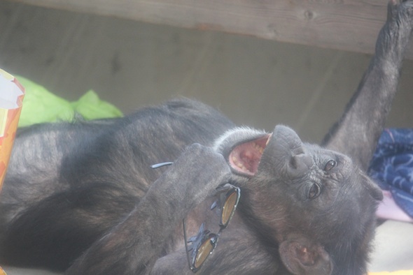 web Jody lie in nest yawn hold new gift enrichment glasses party mother's day jody's birthday greenhouse GH IMG_2885