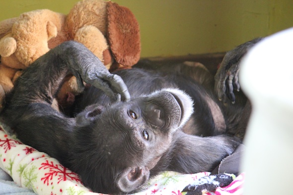 Jody nesting in playroom