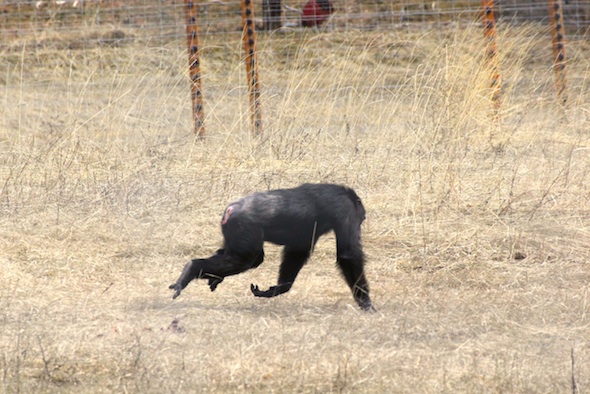 web Missy run YH only one arm on ground IMG_0077