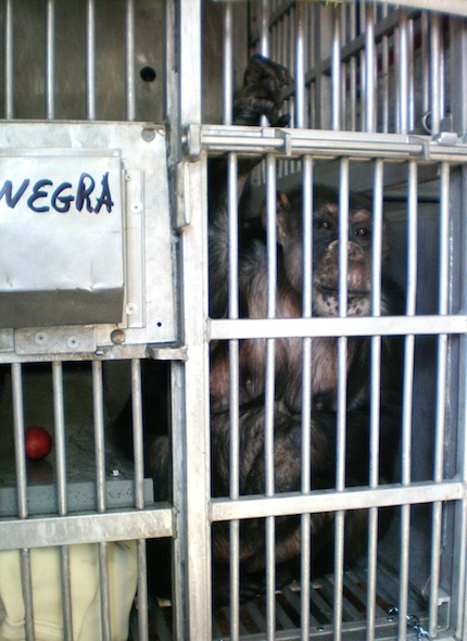 web Negra in cage