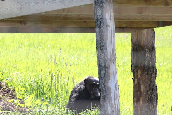 web Negra sit in grass under platform YH IMG_3096