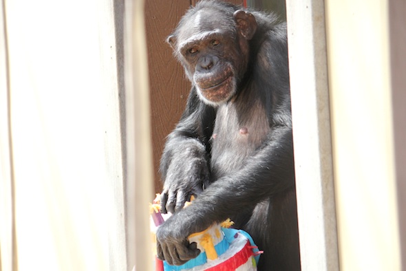 web jamie sit windowsill birthday cake pinata cinco de mayo party enrichment IMG_2546 jamie opening pinata