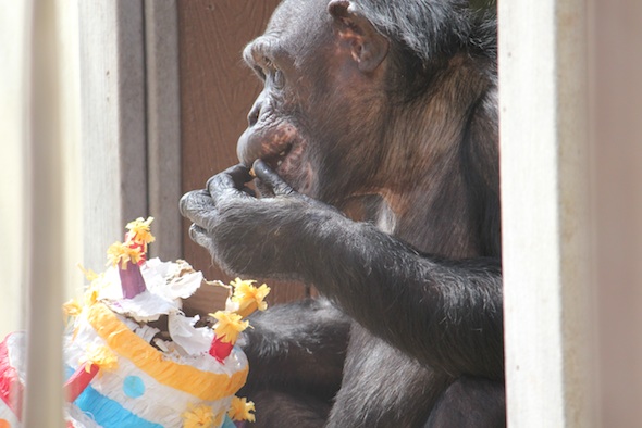 web jamie sit windowsill birthday cake pinata cinco de mayo party enrichment gh IMG_2552 jamie eat nut from pinata