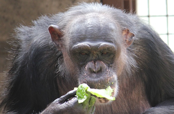 web negra eat food lettuce guacamole cinco mil de mayo party gh forage IMG_2511 negre lettuce face