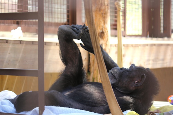 web Annie lay down happy baby pose leg up nest blankets greenhouse GH IMG_4015