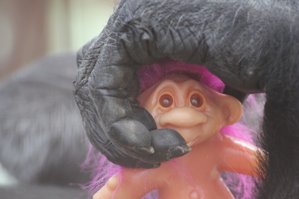 web Foxie hand close up hold doll lay down gh platform enrichment IMG_3876 Foxie's hand holding troll doll