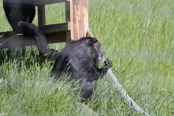 Negra