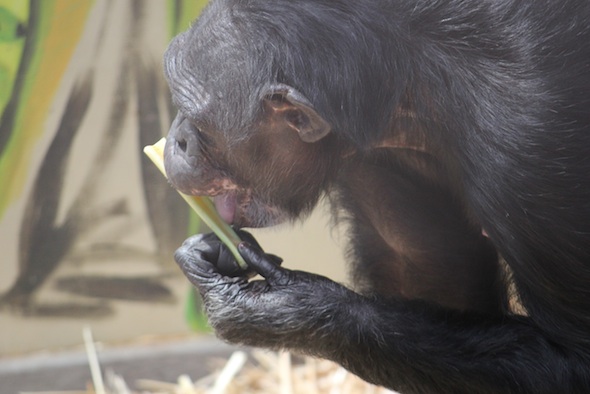 web Jamie lick peanut butter off celery lunch greenhouse GH IMG_5608