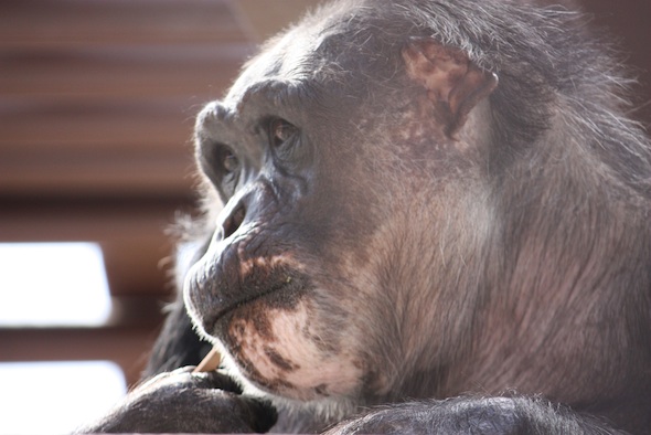 Negra with a popsicle in her mouth