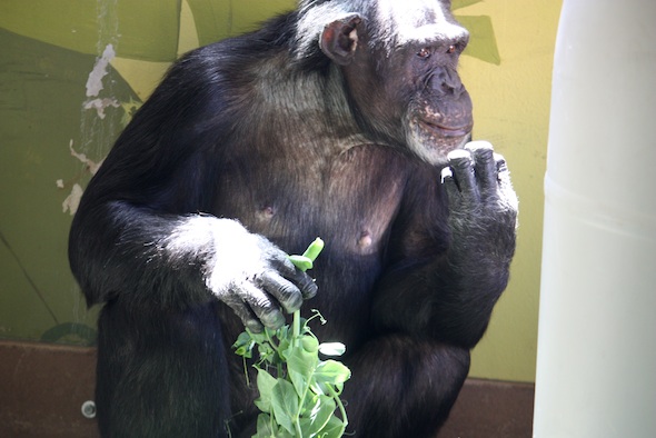web jamie contemplate pea tendrills forage eat food playroom PR IMG_4625