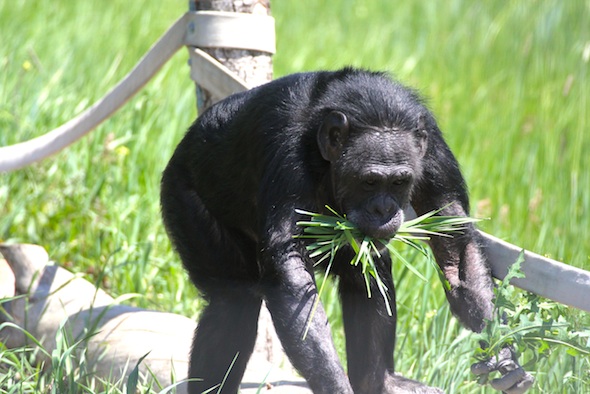 Jody with a mouthful of grass on Young's Hill 