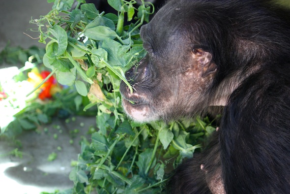 web negra eat pea tendrills forage food playroom PR IMG_4633