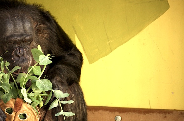 web negra look in boot pea tendrills forage eat food playroom PR IMG_4628