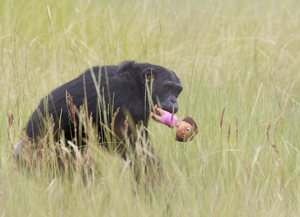With 'Dora the Explorer' doll in tow, resident chimp Foxie makes her way through tall grass in the Young's Hilll outdoor enclosure at Chimpanzee Sanctuary Northwest Thursday July 19, 2012 near Cle Elum, Wash.  Before her coming to the sanctuary, Foxie used for hepatitis vaccine studies. Foxie is particular fond of Troll dolls as well.