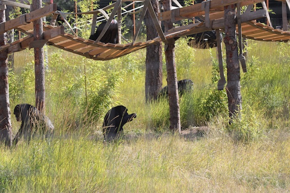 web Four chimps bendy bridge YH IMG_6151