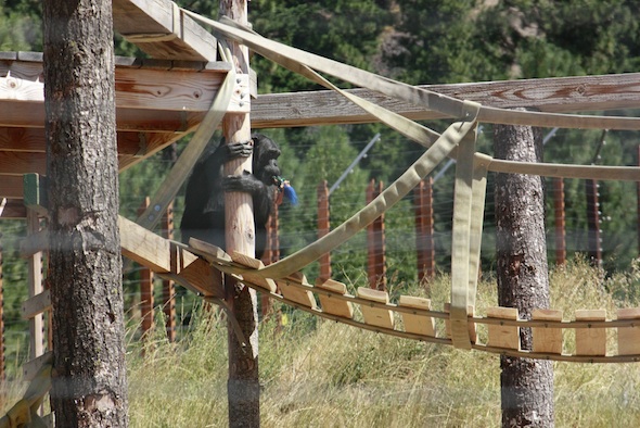 web Foxie inspect shaky bridge YH troll 2