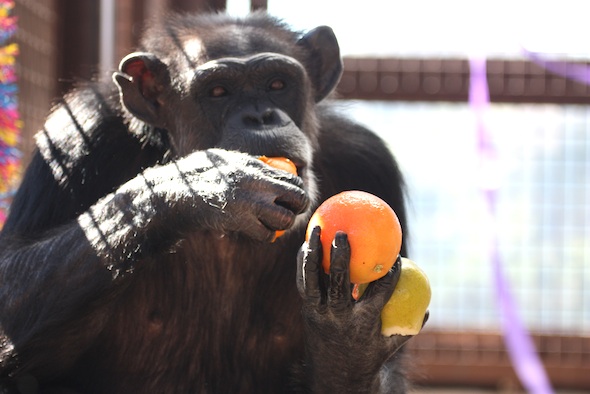 web annie eat whole frozen orange birthday forage enrichment food GH IMG_9522
