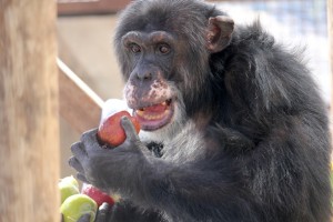 Burrito eating apples