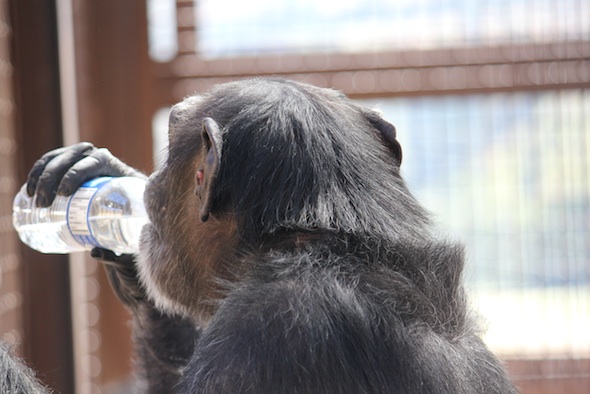 web foxie drink water bottle GH IMG_6642