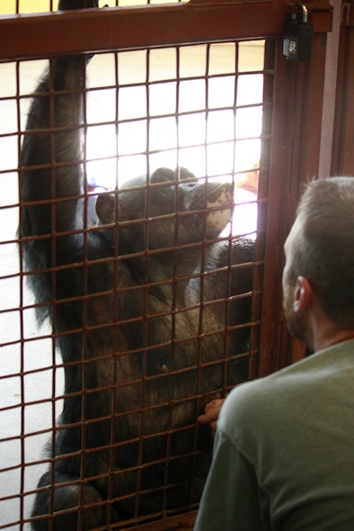 JB grooms Negra's belly