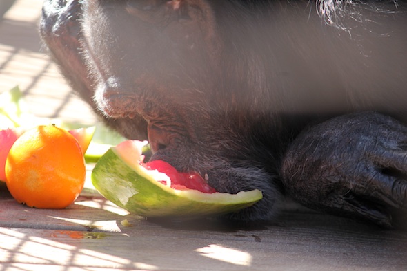 web jody lay down eat watermelon funny birthday party forage enrichment food GH IMG_6530