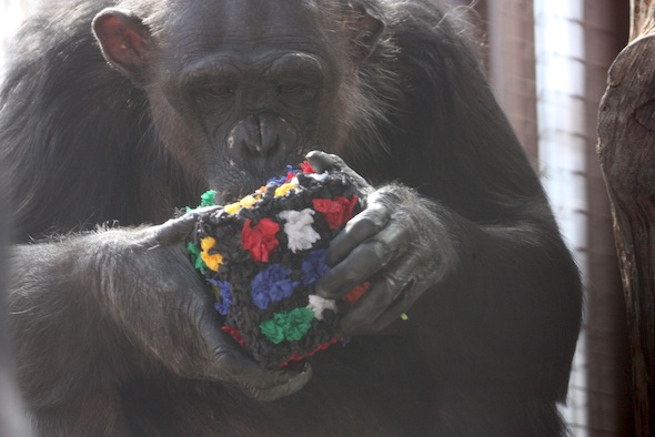 web negra forage chow birthday party enrichment GH IMG_9463