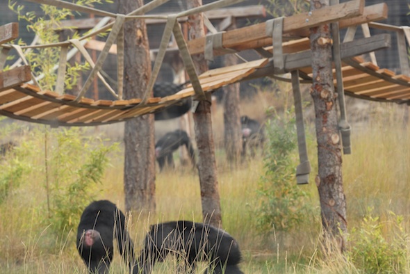 web Four chimps bamboo bridge YH IMG_7539