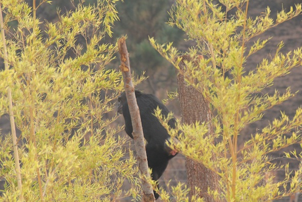web Jamie climb YH structure bamboo IMG_7562