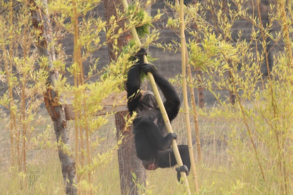 web Jamie climb bamboo YH IMG_7579