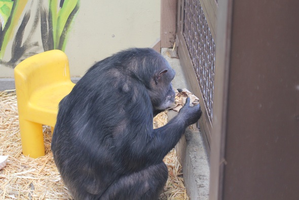 Negra eating her nightbag