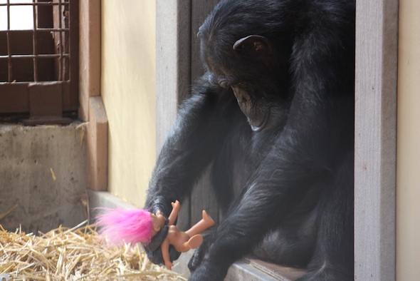 web foxie looking at troll pink enrichment