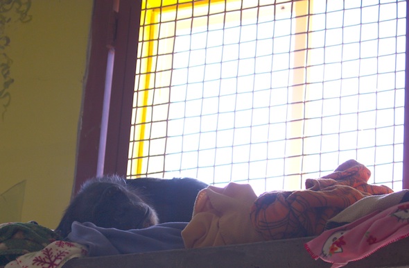 web negra big nest cute sleep blankets window PR IMG_9575