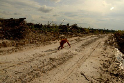 orangutan on plantation road