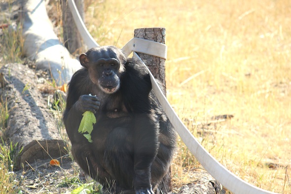 Negra with lettuce on log bridge