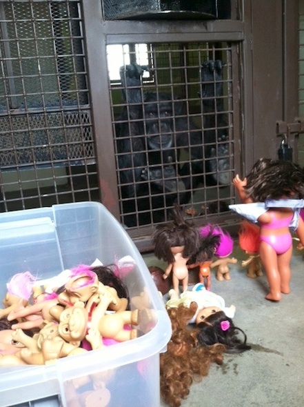 Foxie and her many dolls