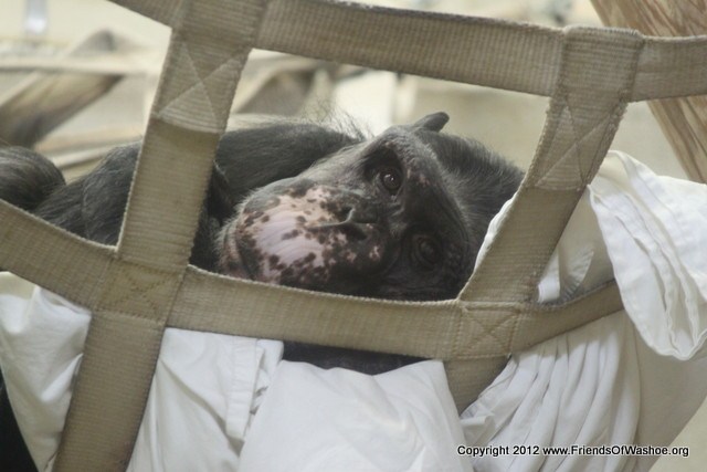 Dar in cargo net img_61994
