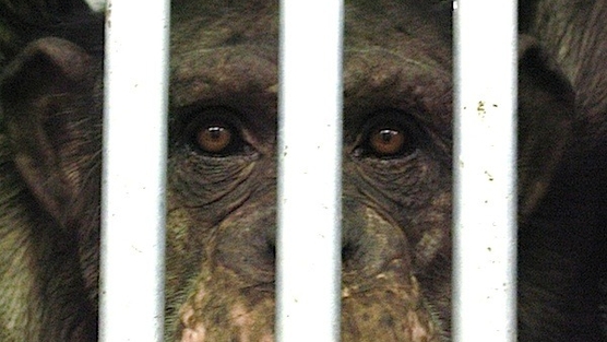 Jamie in the lab, before coming to Chimpanzee Sanctuary Northwest