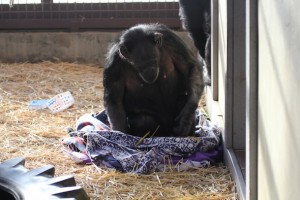 jody nesting