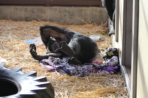 Jody nesting