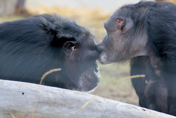 Negra kiss Jamie