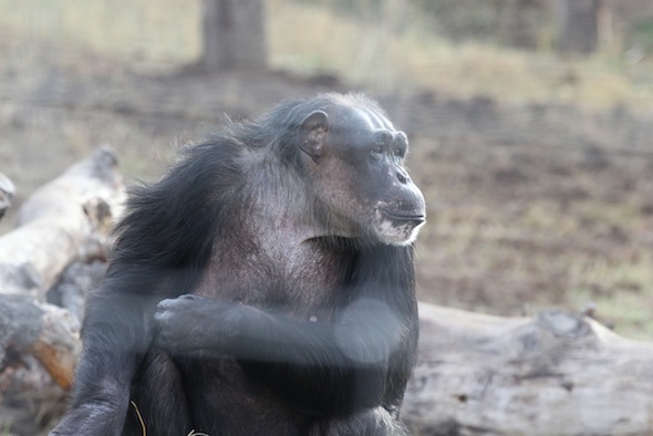 Negra