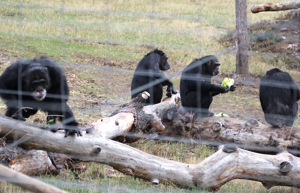 web burrito annie jamie missy forage sit on log yh IMG_9885